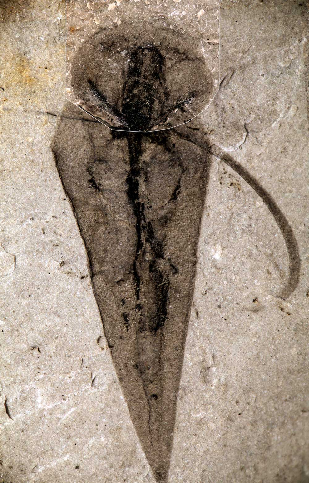 ヒオリテス類ハプロフレンティス（<i>Haplophrentis carinatus</i>）の化石の画像。触手冠と咽頭、ほぼ完全な腸など、軟組織が良好な状態で保存されている。