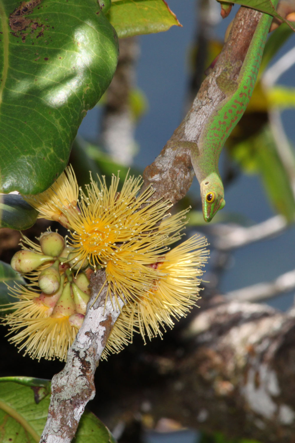 フトモモ属の<i>Syzygium wrightii</i>と、その花蜜を採食するヒルヤモリ属の<i>Phelsuma astriata</i>（いずれもセーシェルの固有種）。ヤモリは花粉媒介で重要な役割を果たしており、地域によっては主な花粉媒介者となる。