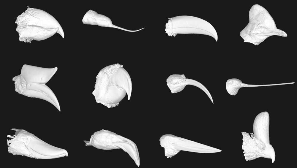 鳥類のくちばしの三次元スキャン画像。形状の多様性が見て取れる。