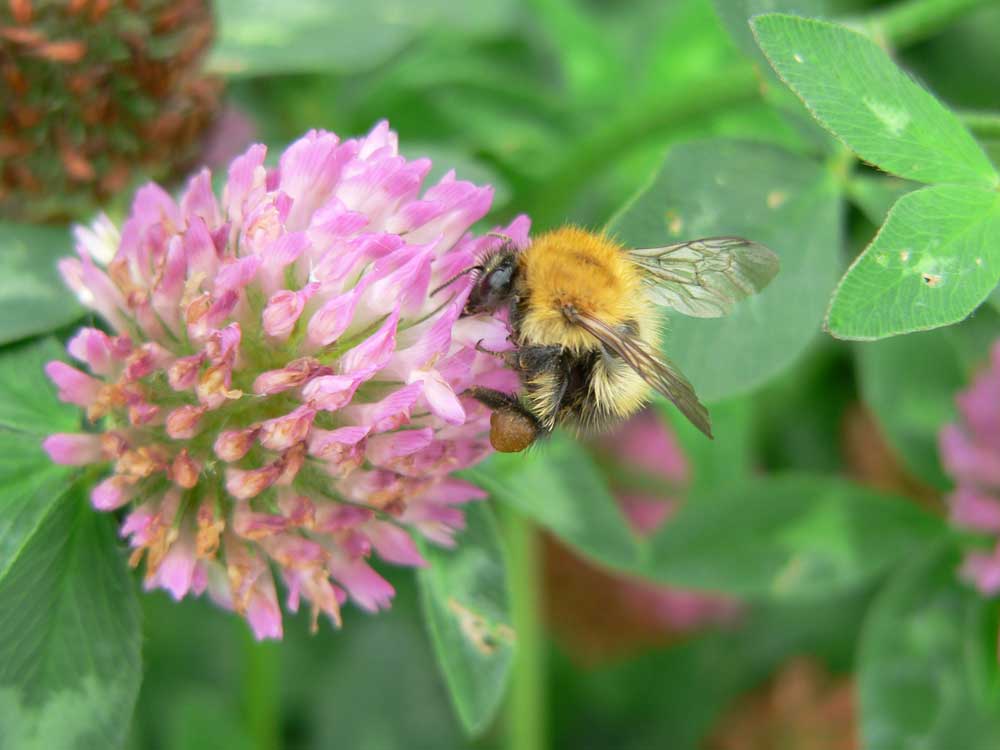 ムラサキツメクサの花で花粉と花蜜を集めるマルハナバチの一種<i>Bombus pascuorum</i>。