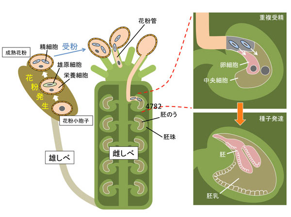 植物の精子を足掛かりに生物の受精機構解明へ