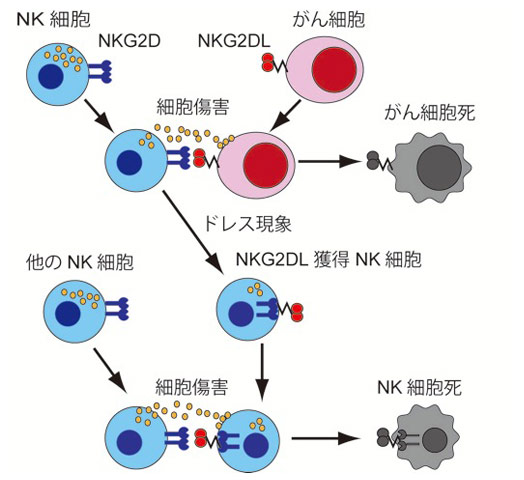 役目を終えたNK細胞が、がん細胞の分子を膜ごと獲得して細胞死に至る仕組みを解明！