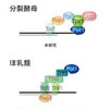 テロメアの保護と制御に関わるタンパク質複合体を発見！
