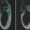 生殖細胞の形成に不可欠な新遺伝子を発見！