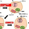 パラサイトな存在の葉緑体が、核ゲノムを支配していた！