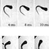 脳が迷うと脊髄で判断することを魚の逃避行動で解明！