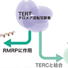 RNA干渉に必要な「2本鎖のRNAを合成する酵素」をヒトで発見！