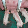 豚の精巣をマウスに移植、 得られた精子を用いて元気な子豚が誕生！