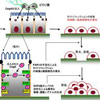 ピロリ菌ががん化を引き起こす、詳細な分子メカニズムを解明！
