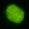 極小ペプチドを作る遺伝子に、発生制御機能があることを発見！