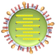 インフルエンザウイルスが細胞内に侵入する新たなしくみを発見！