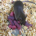 ES細胞とiPS細胞から作り出した卵子を用いて、 正常なマウスを生ませることに成功！