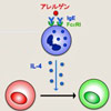 「アレルギーの火付け役細胞が火消し役細胞に変わるしくみ」を発見！