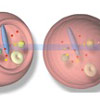 細胞の掃除屋「オートファゴソーム」は、 小胞体とミトコンドリアの接触部から作られる！