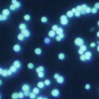 35億年前の超好熱性メタン菌が、窒素固定を行っていたことを確認！
