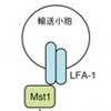 リンパ球の全身移動の分子メカニズムに迫る！