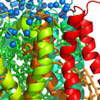 光合成の鍵を握る光化学系Ⅱ複合体の結晶構造を解明