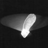 昆虫や飛び魚、翅果を持つ植物など生物の飛行を科学する