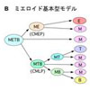 Tリンパ球とBリンパ球は兄弟ではなかった！
