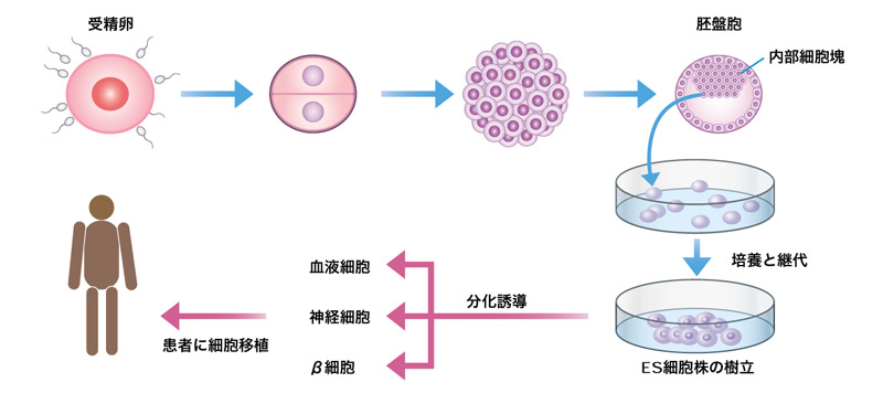 幹細胞研究 再生医療への期待と不安 特集記事 Nature Careers Nature Portfolio