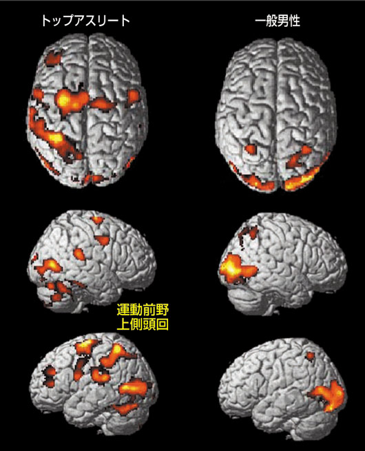 アスリートの脳はどう違う？ ここまでわかってきたスポーツ脳科学 特集記事 Nature Careers Nature Portfolio