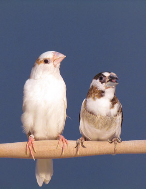 ジュウシマツは さえずりの音の規則性 を自発的に識別する 特集記事 Nature Careers Nature Portfolio