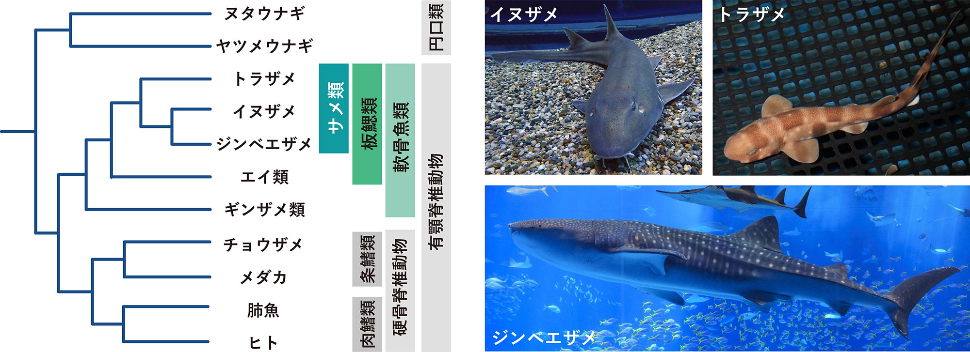 図1