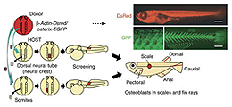 硬骨魚類の体幹部外骨格は中胚葉由来である | おすすめのコンテンツ 