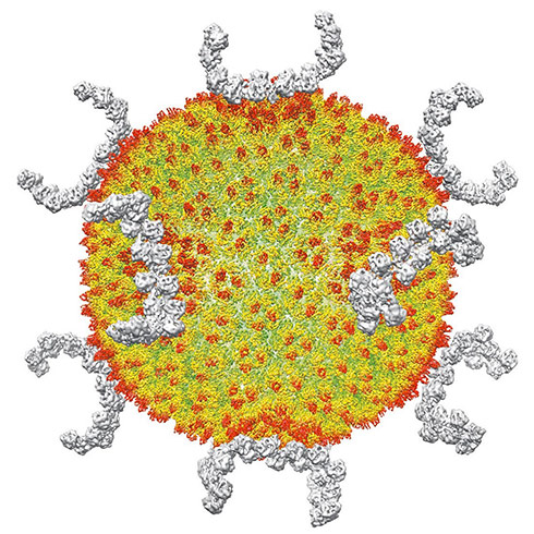 [NANO NATURE]R.ジョーンズ　英コリンズ社電子顕微鏡による驚異の実相 2020年注目の技術 | Nature ダイジェスト | Nature Portfolio