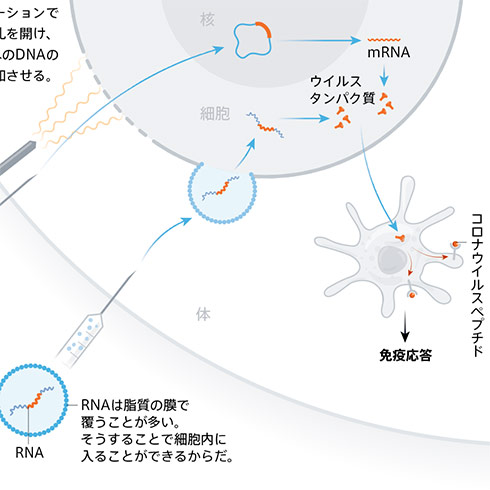 COVID-19 新型コロナウイルス