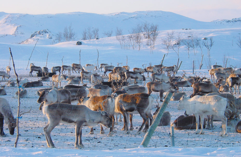 トナカイが雪解けを遅らせる | Nature ダイジェスト | Nature Portfolio