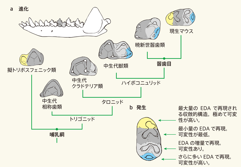 み。ページ 歯の構造の進化をin vitroで再現 | Nature ダイジェスト | Nature