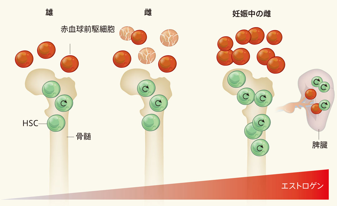 電顕アトラス ヒト血球の発生と分化 幻の血液幹細胞を求めて p57は造血幹細胞の静止期の維持および幹細胞性の維持に重要な
