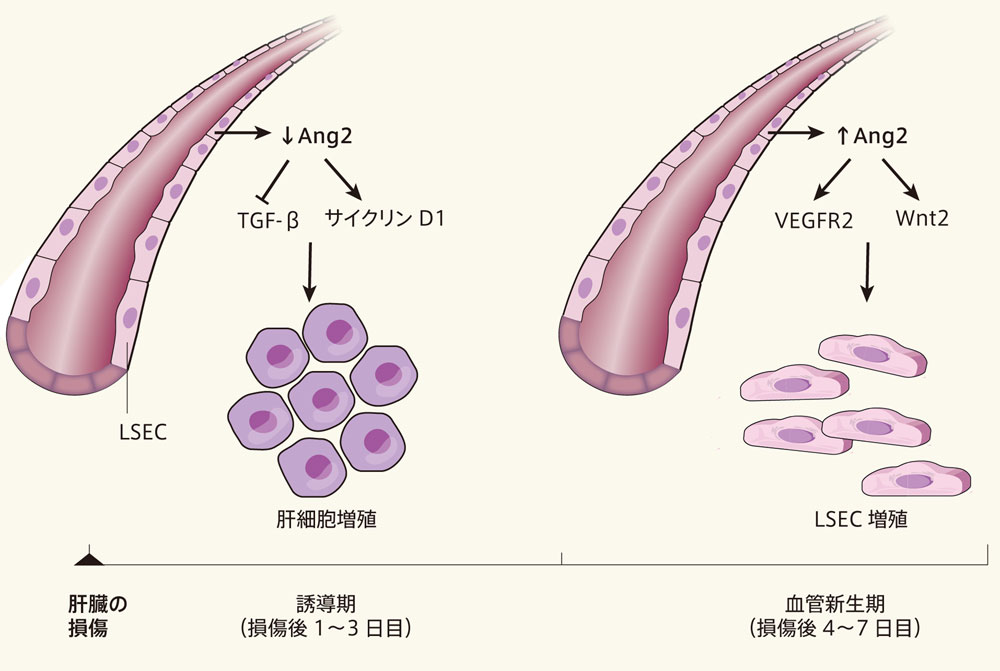 肝臓修復のカギは血管からのシグナル | Nature ダイジェスト | Nature 