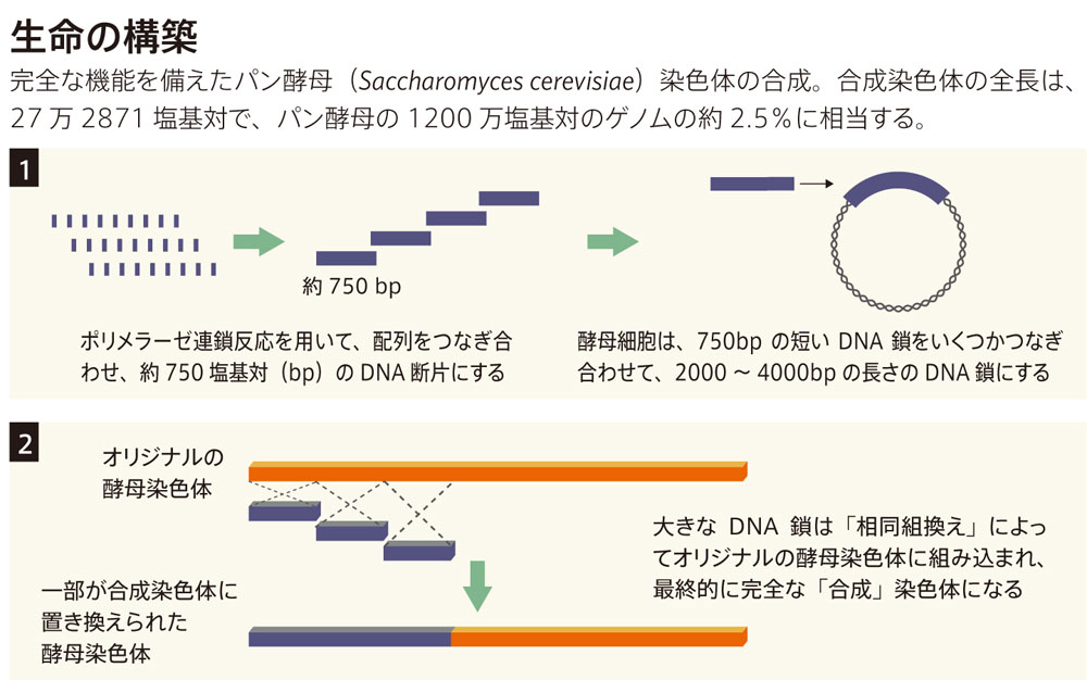 酵母の染色体1本を人工合成することに成功 | Nature