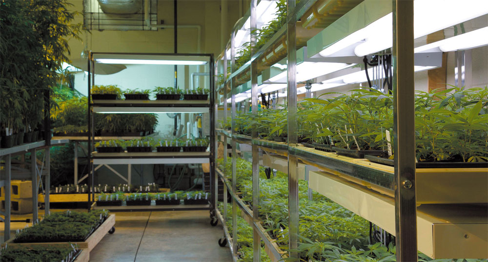 米国の大麻研究を妨害する連邦政府の官僚主義 | Nature