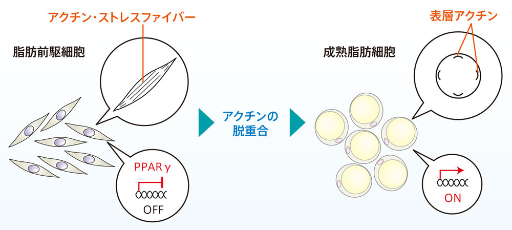 がん幹細胞を正常細胞に変える方法を確立し、がん完治を目指す