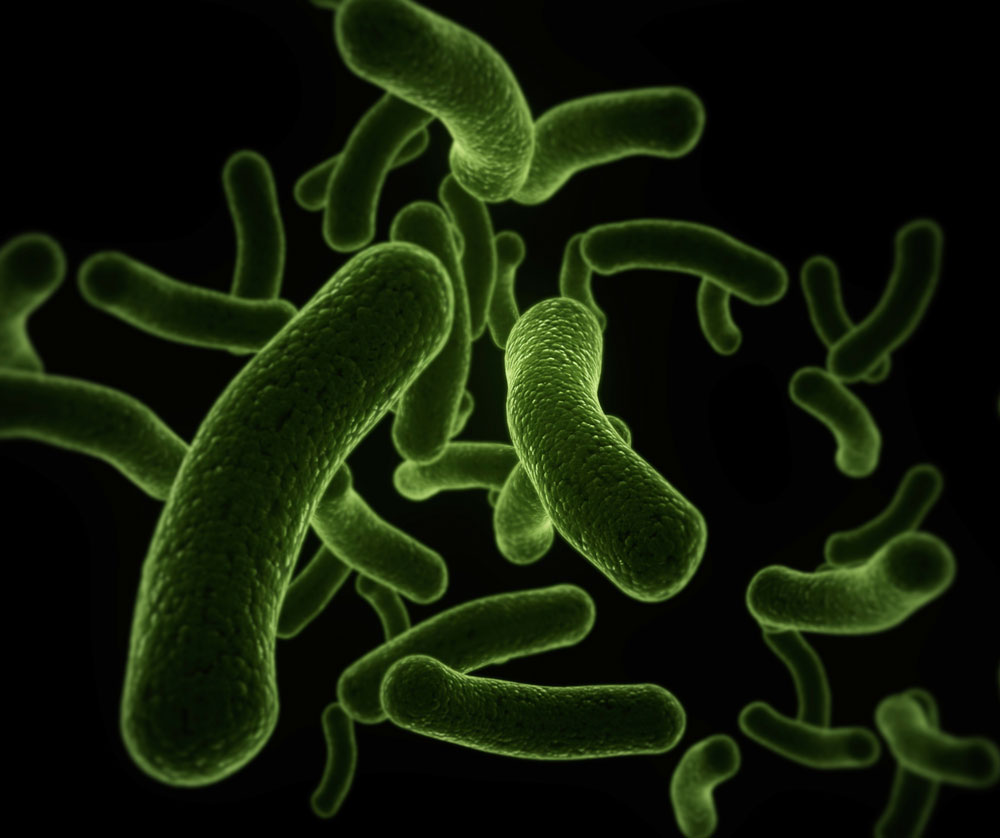 増えつつある脳腸相関の証拠 | Nature ダイジェスト | Nature Portfolio