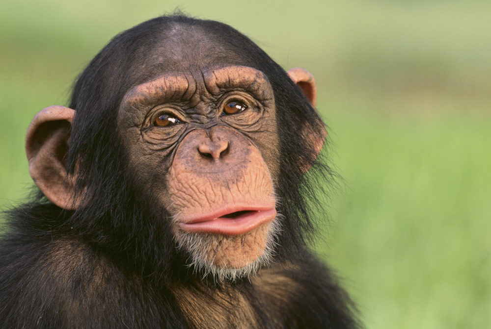 研究用チンパンジーはデジタルベースに | Nature ダイジェスト