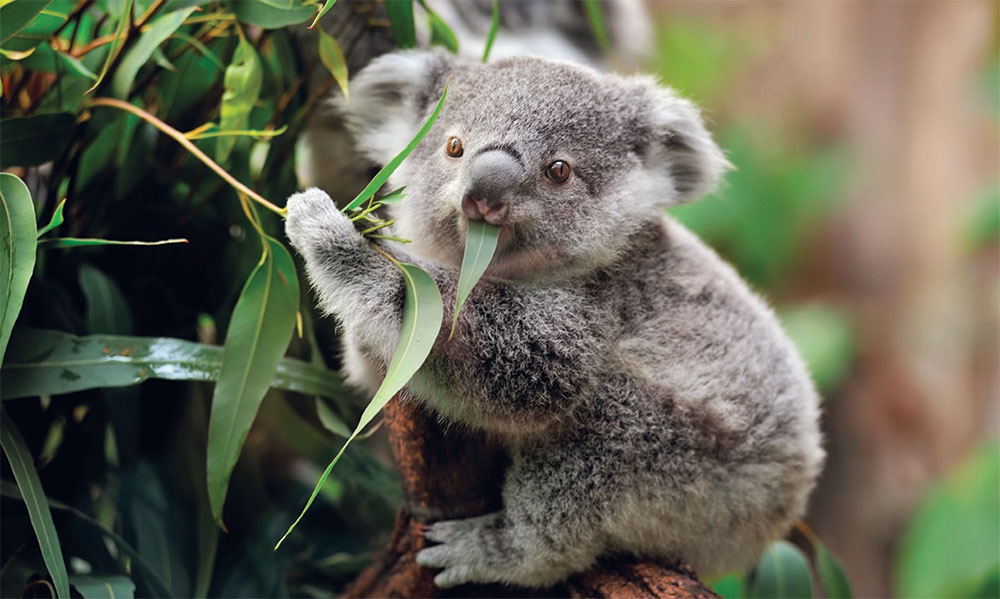 糞便研究が絶滅危惧種を救う Nature ダイジェスト Nature Portfolio