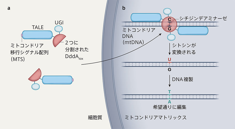 ヴァイアル　DNAの再編成 「DNA」 ゲノム編集の基礎 | テクノロジー・その他 | NS遺伝子研究室