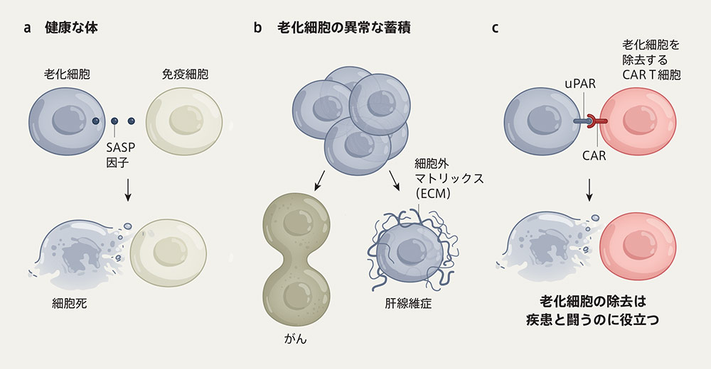 【細胞の活性化・免疫・自然治癒力の向上・老化防止】ホルミシスパット兼カバー ひらく、ひらく「バイオの世界」』イラスト・写真館 ―免疫細胞を
