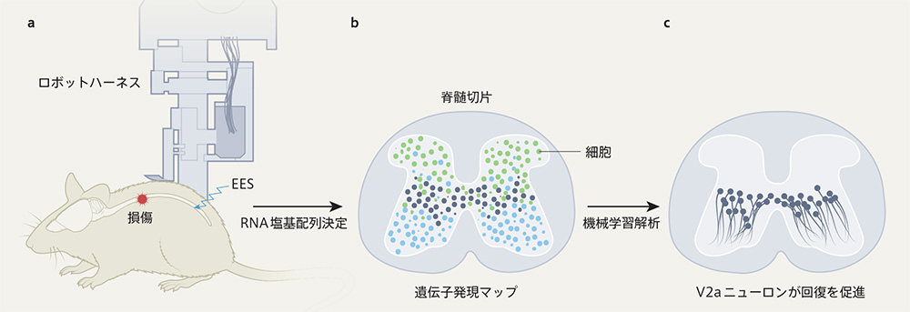 麻痺からの回復を助ける細胞を特定 | Nature ダイジェスト
