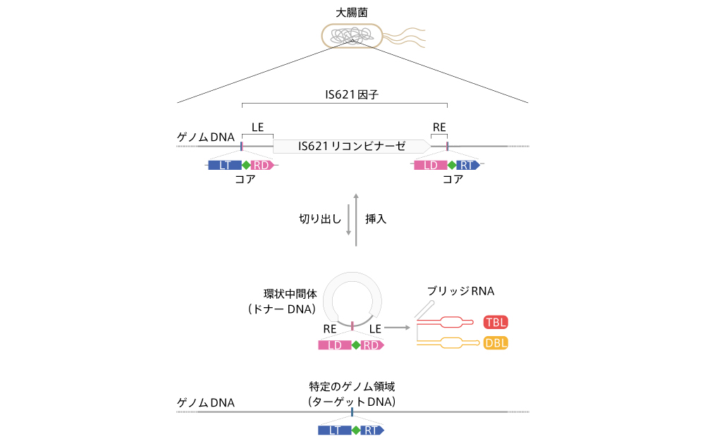 大腸菌由来の「DNAを組換える転移因子」を発見 | Nature