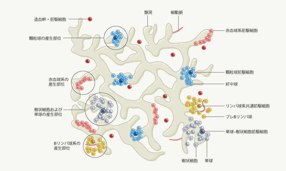 骨髄での造血を画像化 | Nature ダイジェスト | Nature Portfolio