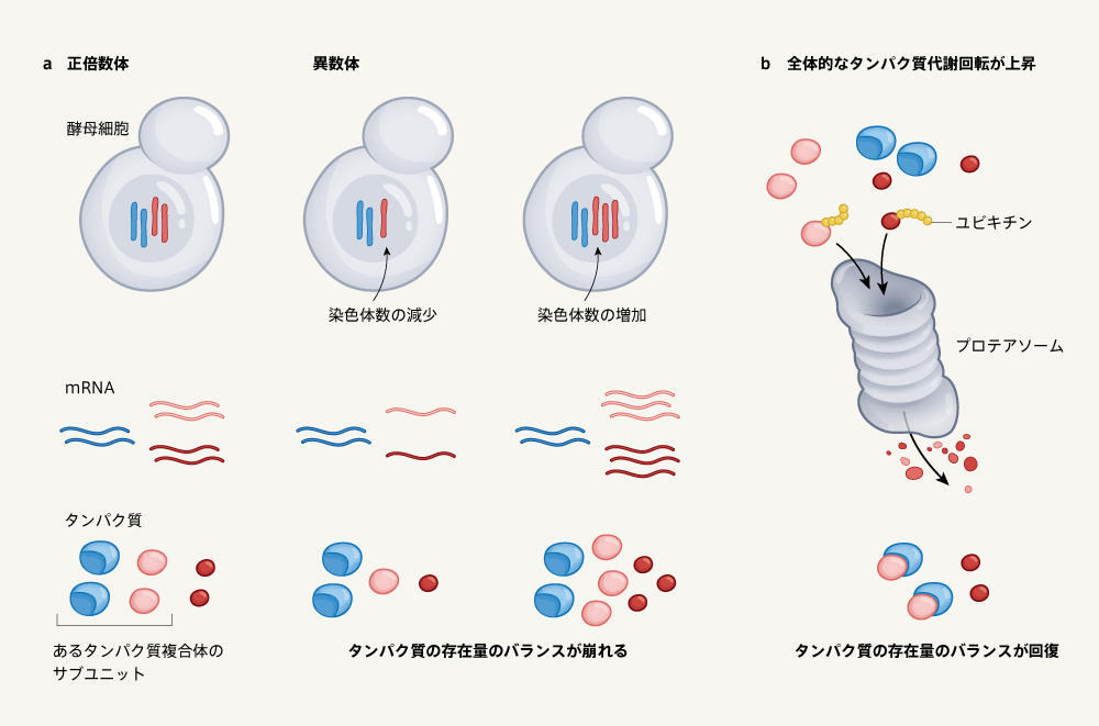 細胞は染色体数の変化にどのように対処するのか | Nature ダイジェスト