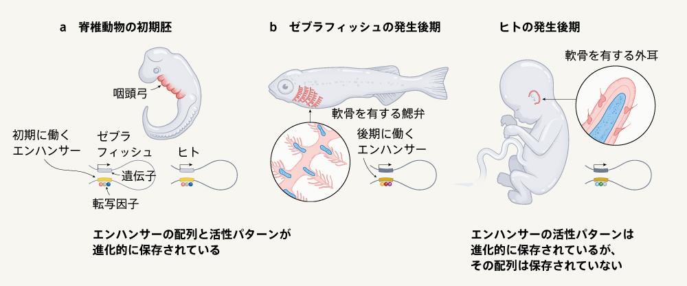 鰓と耳は同一の「遺伝的青写真」を共有している | Nature ダイジェスト