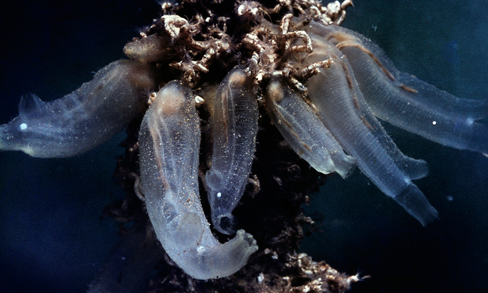 ホヤで脊椎動物の「頭」の起源を発見 | Nature ダイジェスト