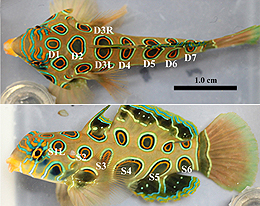 魚類の眼状紋色模様は連続的な誘導によって決定づけられる チョウの眼状紋との機序的な収斂 おすすめのコンテンツ Scientific Reports Nature Portfolio