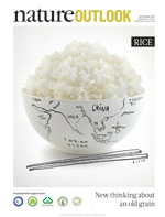 Nature Outlook: Rice